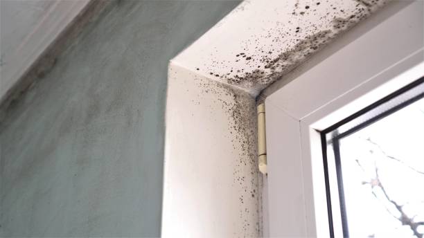 Best Emergency Mold Removal  in Perry Hall, MD