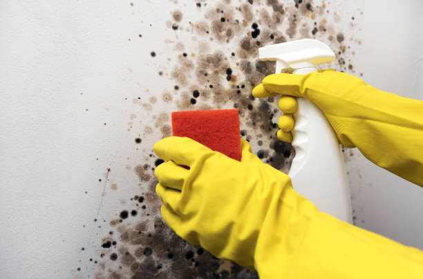 Best Commercial Mold Removal  in Perry Hall, MD